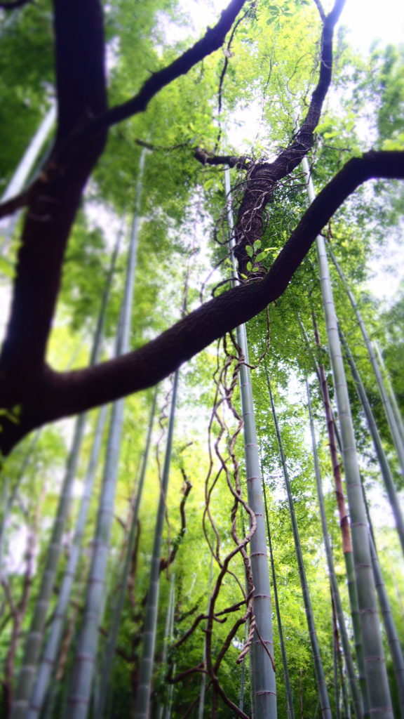 竹とツル