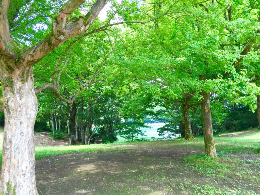 田貫湖の周りの森。