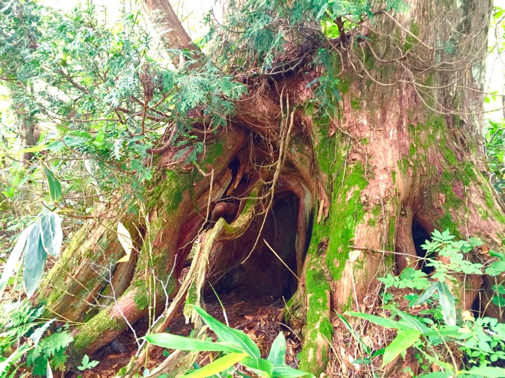 アスナロの古木。