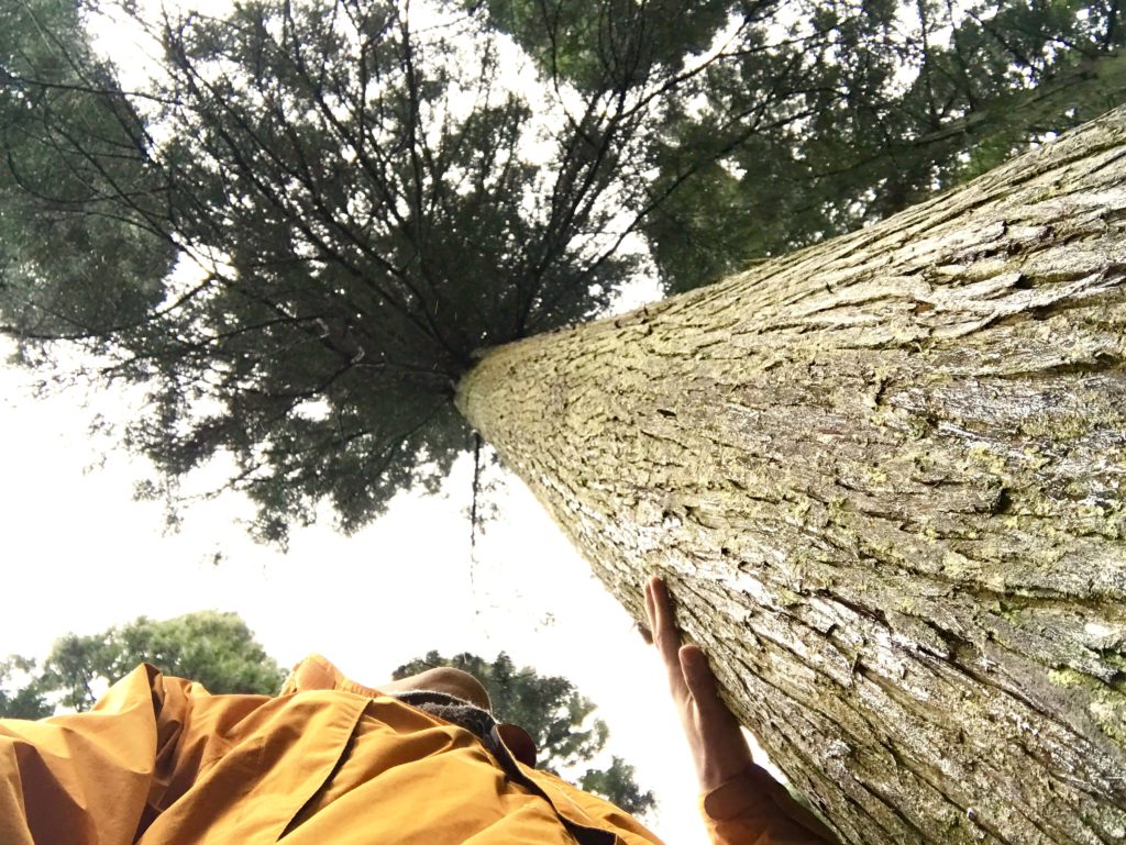 大きな木。