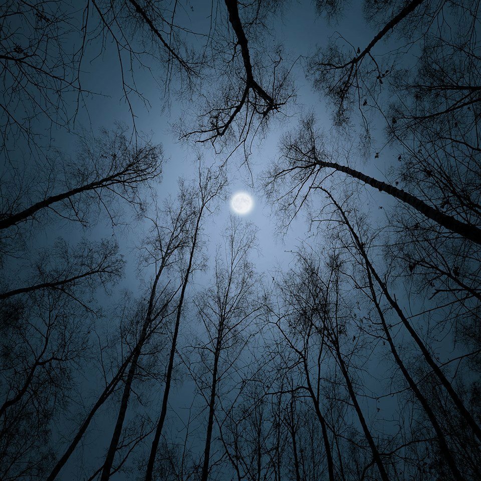 夜の森。