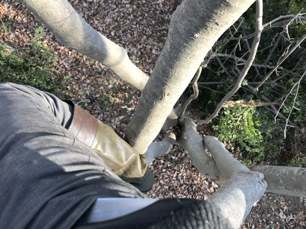 木登り2