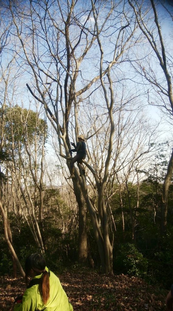 木登り1