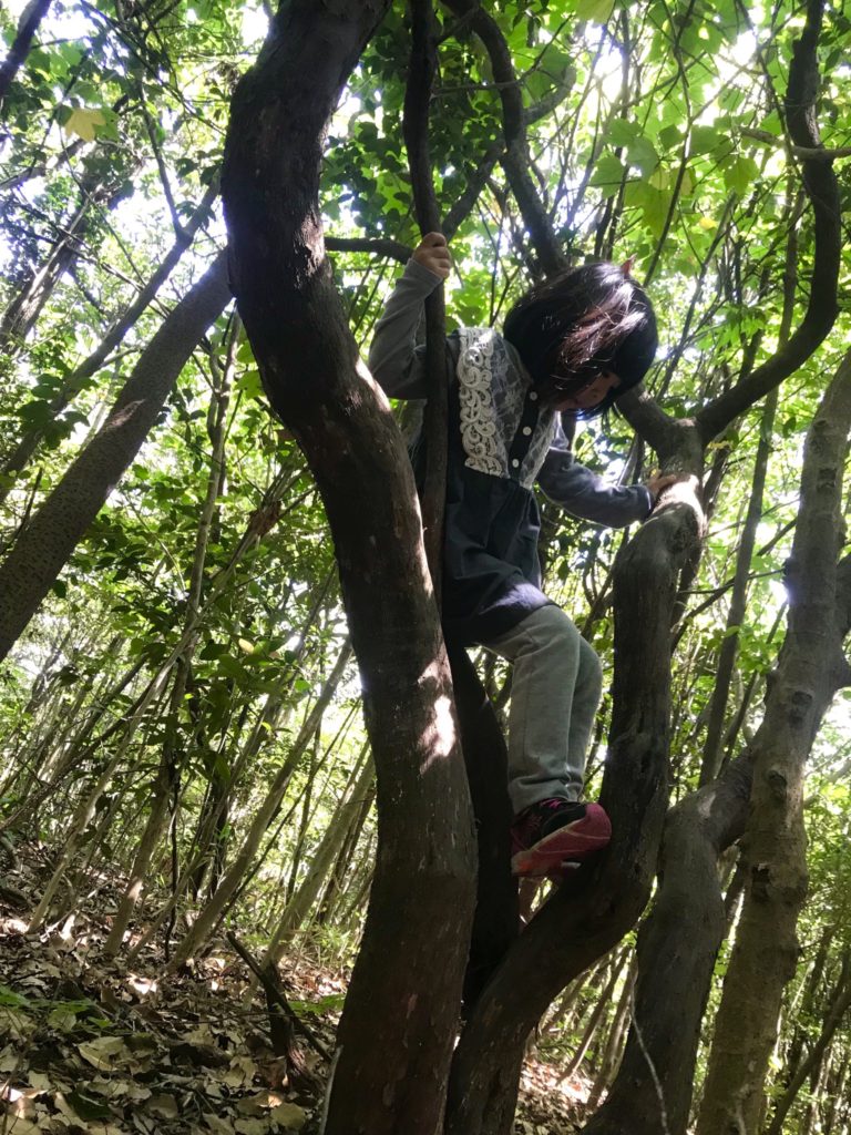 木登り。