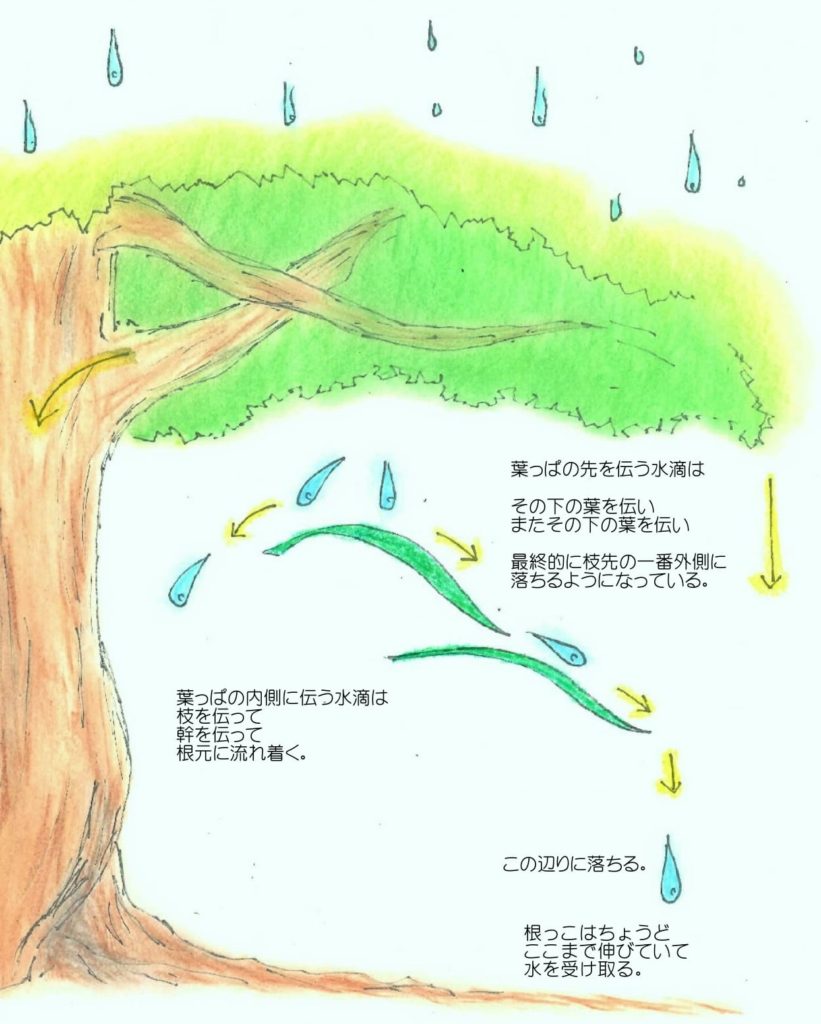 雨の木の構造-1