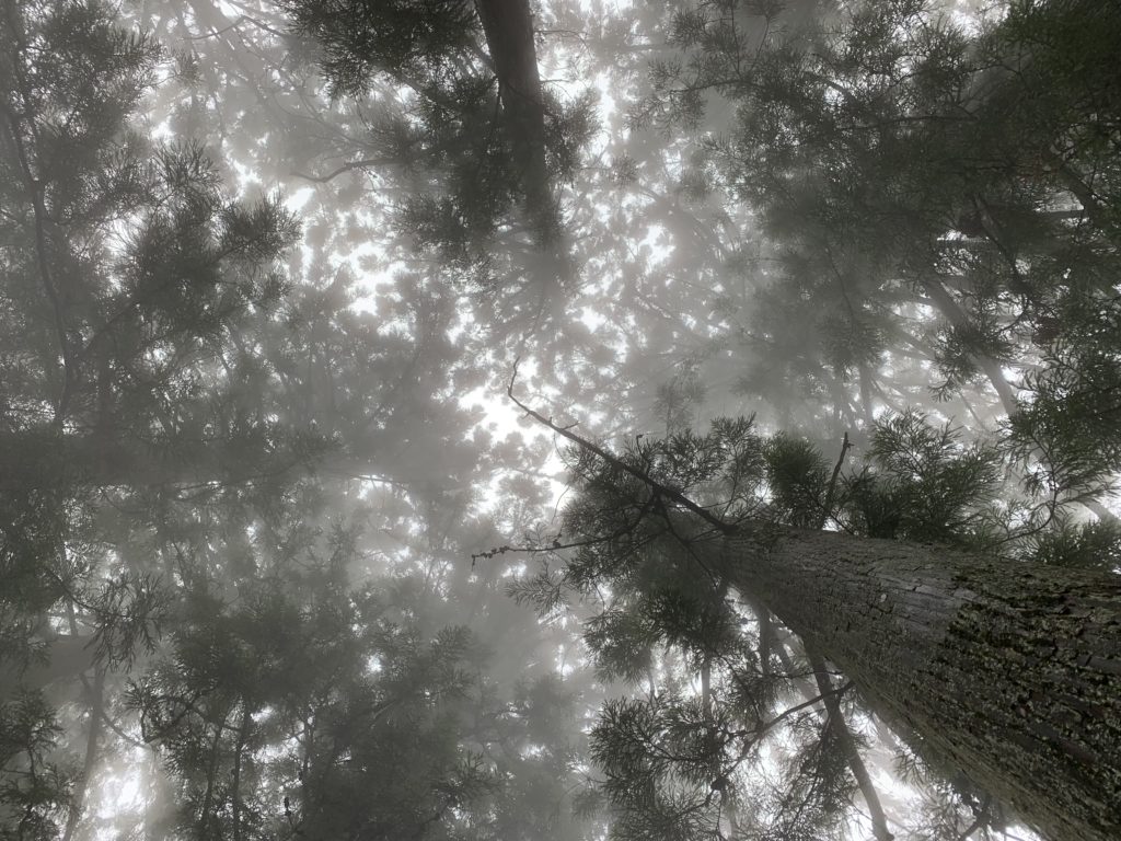 キャンプ場の霧2