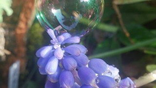 ☆野草を生けよう。5/25(水)「花あそび〜花寿庵 ウォーキングフラワーセラピーと森の歌」