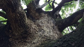 ★森の旅の話を、共有しよう。6/30(木)「アロマナイト～森のしらべ～」@渋谷七面鳥