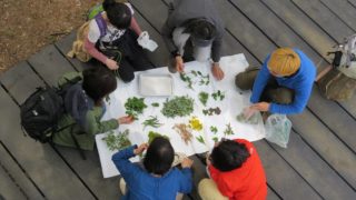 【東京】1/15（日）七草摘み＆たき火ライブ＠稲城市