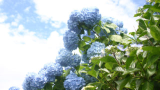 【東京】アジサイと雨の美しさを知る★6/23(木)「森の歌会 アジサイ山の歌」@あきる野市