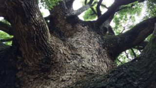 【山梨】★6/19(日)「森と風を感じるライブ〜森のシンガーソングライター証とフルート植田理恵」@南アルプス市