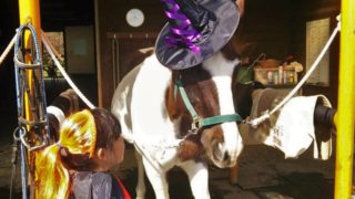 【山梨】6月★森のおんがくや〜森と馬と人の隠れ里@南アルプス市