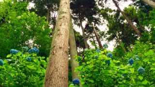 【下見レポ】アジサイと雨の美しさを知る★6/23(木)「森の歌会 アジサイ山の歌」@あきる野市