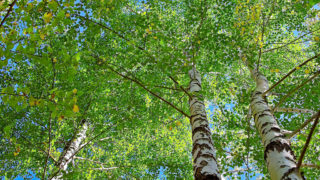 【山梨】野生のシカとシラカバの地★7/16(土)〜17(日)「森の歌会 清里キャンプ」@北杜市