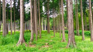 静岡、富士山樹空の森の下見に行ってきました。森の旅7/19（火）44日目。