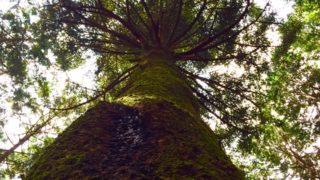 今日の樹木vol.2　「モミ」　日本の人工林の中にひそかに佇む。