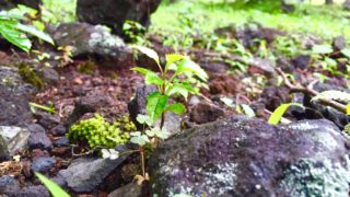 溶岩の上の森たち。地球フェスタ準備！静岡県御殿場市、森の旅7/22（金）47日目