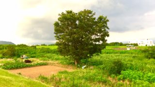 今日の樹木 vol.3 「エノキ」人の営みを古代から見守る。