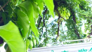 【緊急のお願い】既存の音楽の概念と、森の感じ方を変える旅。