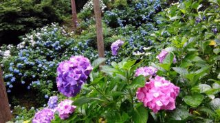 みんなに見せたい森の姿がある。レポート「森の歌会　アジサイ山の歌と、驚異的な山抱きの大樫」＠東京都あきる野市