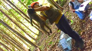 「山梨県の森の旅～サル追い　甲斐けもの社中編」＠南アルプス市