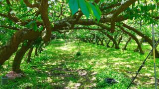 地域で歌を聴いてもらうということ。レポート「山梨県の森の旅、果樹園編」@南アルプス市