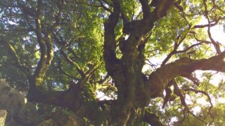 【東京】2/25(土)ごろんコンサート 寝ころんで聴く朗読と歌 驚異的な山抱きの大カシ@あきる野市