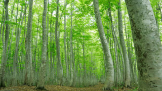 【中止】ブナの原生林に癒されたい★8/27(土)「森の歌会～奥利根水源の森」＠みなかみ高原