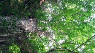 今日の樹木vol.6「イチョウ」。まるで巨大な城のような木。