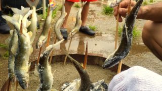 命をいただくということ。アニマnet いきもの調査隊、アユつかみ編。