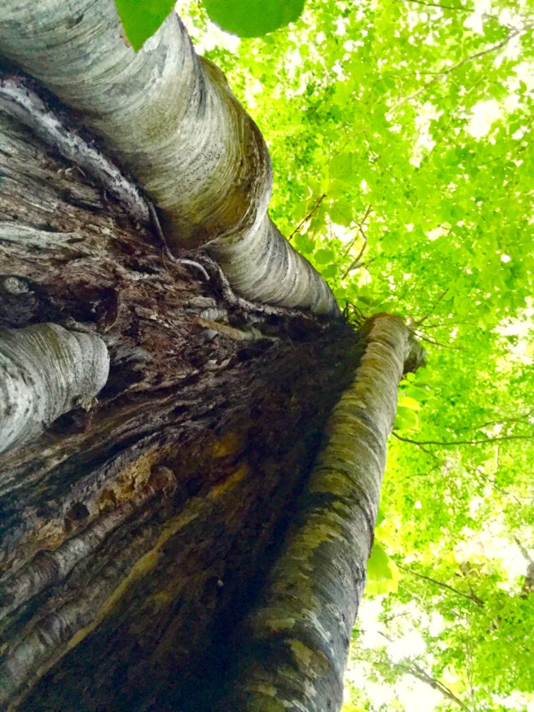 今日の樹木vol.5「ブナ」森の女王と呼ばれる木。下見レポート「奥利根