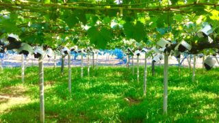 今日の樹木vol.4「ブドウ」ワインの為に極められたツル植物。