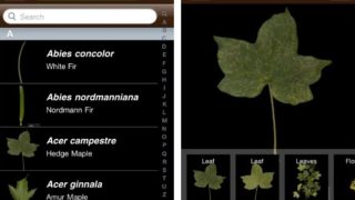 葉っぱから植物の種類を瞬時に特定できる無料アプリ「LeafSnap」がすごい！※Iphoneのみ