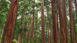 ★9/10(土)平泉寺白山神社清掃イベントに行きませんか？「神社で歌うということの意味を知る」