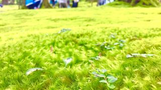 苔の上では全ての生き物が幸せになる。9/10(土)森の旅98日目。