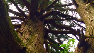 概念を超えた神々のスギ達。下見レポ「森の歌会 平泉寺白山神社編」