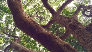 1000年続く日本で最後の原生林「雄島」@福井県坂井市