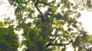 今日の樹木「イチイガシ」人は遥か昔から同じ問題を抱えている。臼杵市東神野。