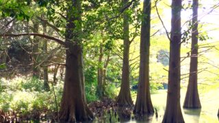 森林セラピー基地の役割とは？福岡県篠栗町九大の森。10/25(火)森の旅143日目。