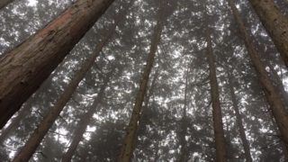 【福井】1/9(月祝)「冬の森に寝転んでみる。足羽山で森の歌会」@福井県福井市