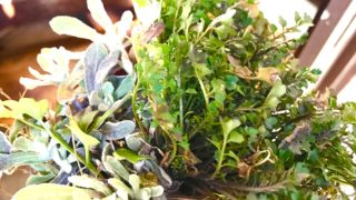 野草ズボラ飯 vol.1 ハハコグサとタネツケバナのパスタ