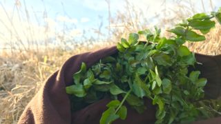 野草ズボラ飯 vol.2 クレソンとオオカワジシャの牛肉炒め