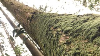 ココニクル号修復日記 vol.8　神田モータースさんのお仕事！