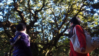 下見に行ってきました！「ごろんコンサート　驚異的な山抱きの大カシ」