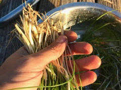 野草ズボラ飯 vol.4 ノビルの味噌酢和え