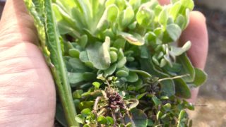 野草ズボラ飯 vol.5 ハハコグサとタネツケバナとセイタカアワダチソウのオリーブオイル和え。