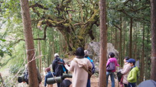 木に歌を聴かせると何が起こる？レポート「ごろんコンサート山抱きの大カシ」