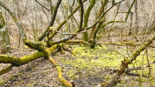 ソババッケという森。Ｒａｎａさんの歌。キャンピングカーで森の旅304日目。