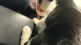 またタカモリに噛まれ寝込む。キャンピングカーで森の旅305日目。