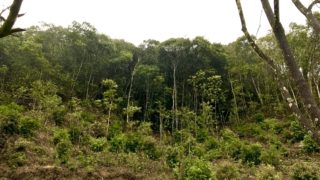 続、その森をどう活用できるか。キャンピングカーで森の旅307日目、宮崎県延岡市。